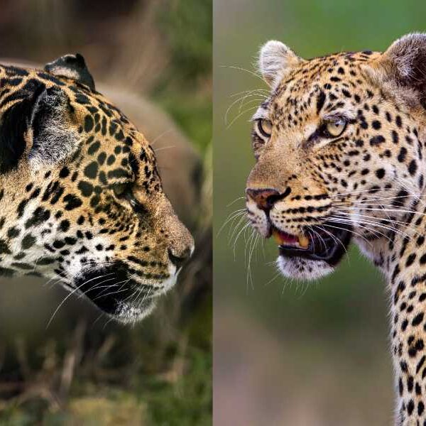 What is the difference between a leopard and a jaguar?