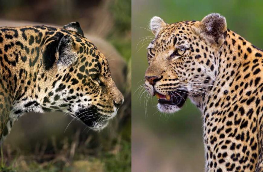 What is the difference between a leopard and a jaguar?