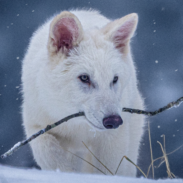 Experts Claim Colossal’s Resurrected ‘Direwolf’ Is Not a Direwolf and Was Not&hellip;