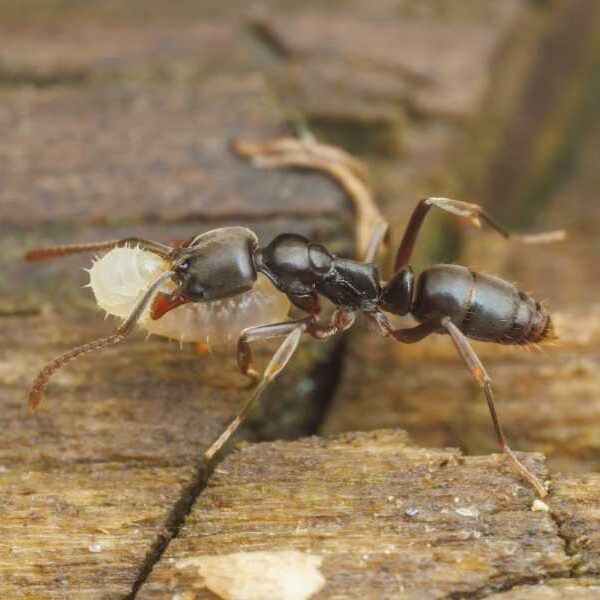 The southeastern US is seeing a surge in invasive Asian needle ants,…