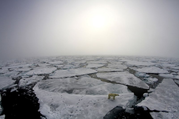 This Norwegian Polar Institute image taken on June 22, 2016, shows a polar bear wandering on the thinning sea ice in the Arctic. "Across these changing landscapes, sustained observations and strong research partnerships, including those led by communities and Indigenous organizations, remain essential for understanding and adaptation," NOAA officials warned. NASA Photo by Norwegian Polar Institute