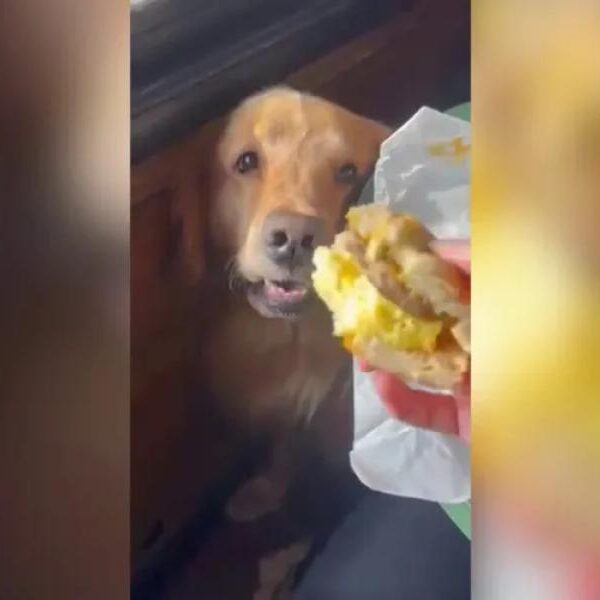 Reddit user gets support after complaining to sister about not feeding her&hellip;