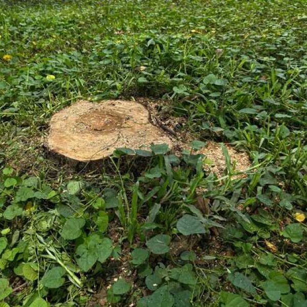 A neighbour who has freehold rights cut down a man’s 12m tree&hellip;