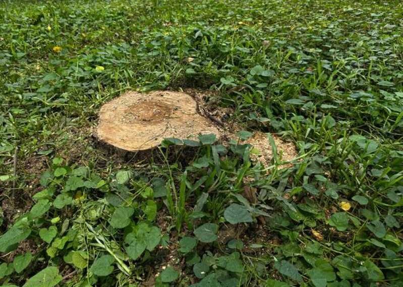 A neighbour who has freehold rights cut down a man’s 12m tree&hellip;