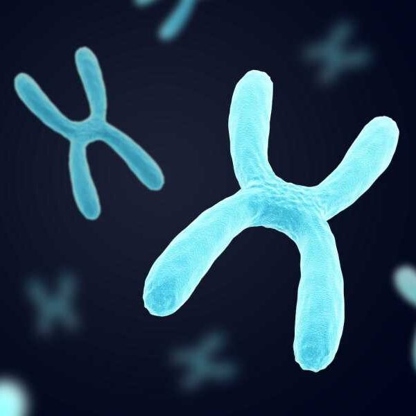 Silent X-chromosome genes ‘awaken’ in older women, possibly boosting brain power, study&hellip;