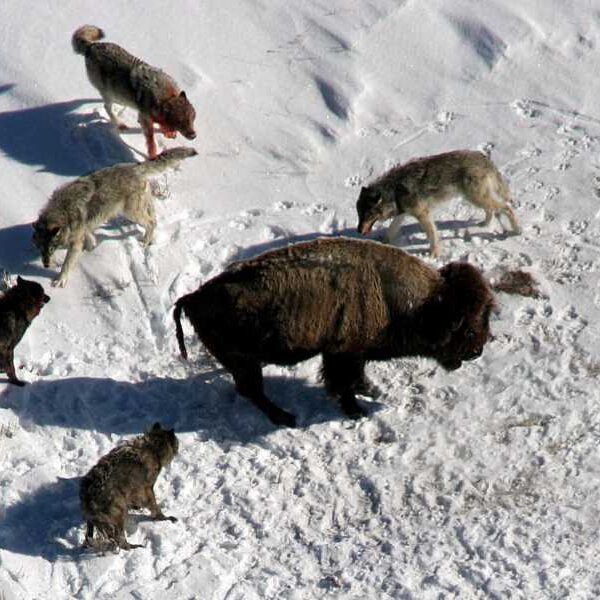 Yellowstone wolf pack caught on video hunting bison after one-eyed alpha female…