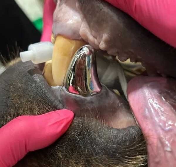 New Metal Bear Tooth Is World’s Largest Crown