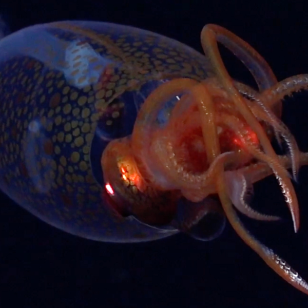 Giant squid: Elusive sea creature caught on camera 100 years after first…