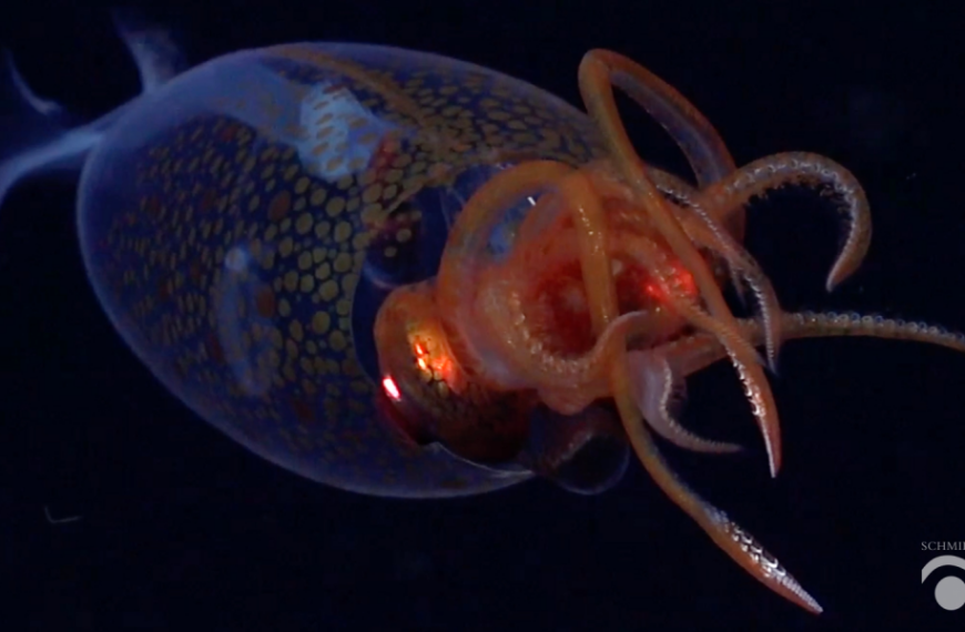 Giant squid: Elusive sea creature caught on camera 100 years after first&hellip;