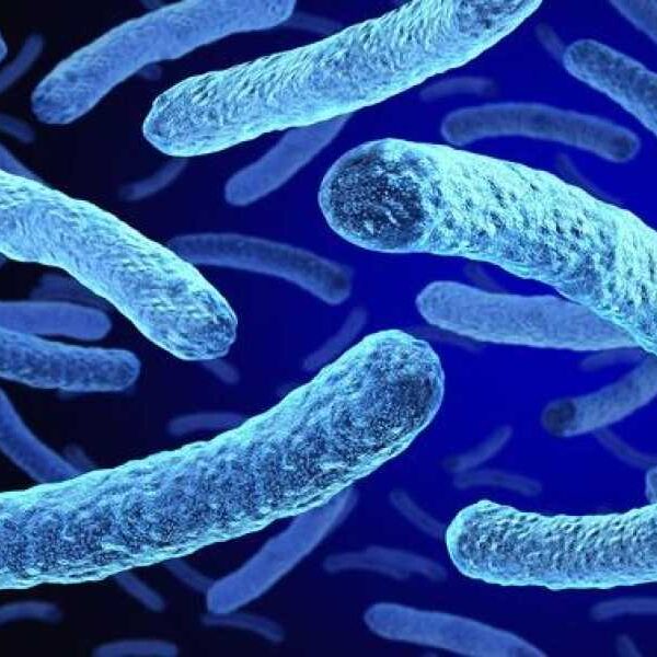 2 dead, 58 infected in New York bacterial outbreak