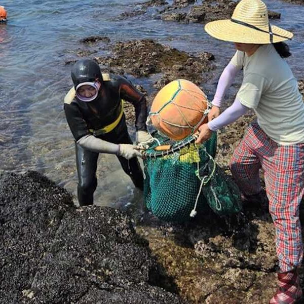 South Korea’s legendary ‘sea women’ dive for up to 80 years. New&hellip;