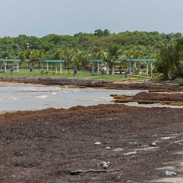 Record piles of sargassum seaweed have washed up on Caribbean beaches, and…