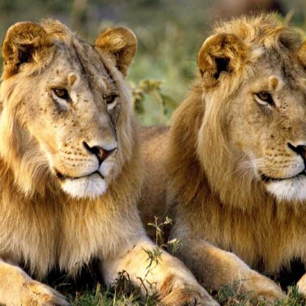 Big Cat Quiz: Can You Answer the Lion’s Share of These Questions&hellip;