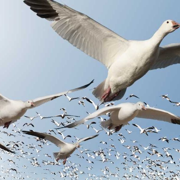 How do migratory birds know where they are going?