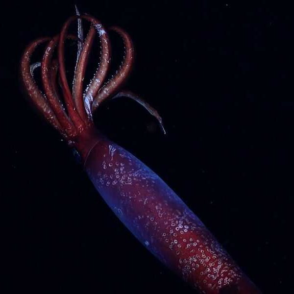Creepy blood-red squid with big hooks drifts through Antarctic Ocean’s midnight zone&hellip;