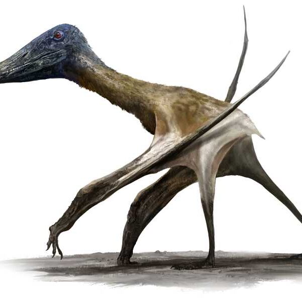 Tracks show pterosaurs were comfortable moving on land during the age of…