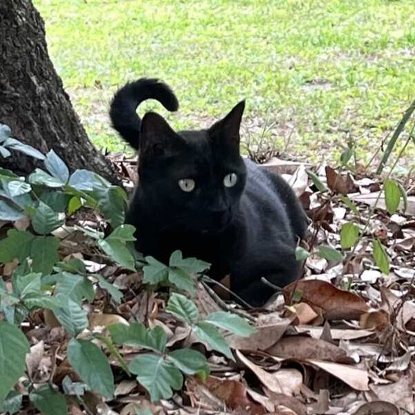 Scientist’s Cat Helps Discover Rare Virus Again