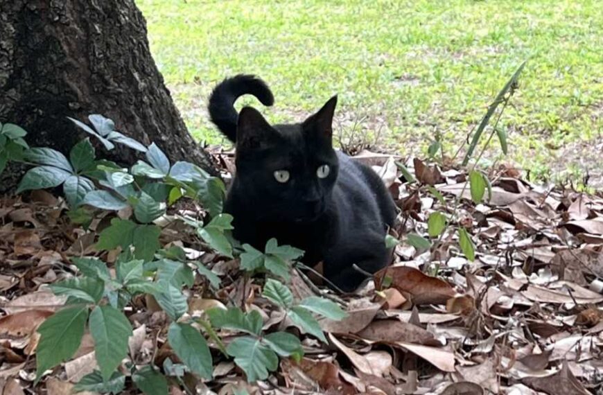 Scientist’s Cat Helps Discover Rare Virus Again