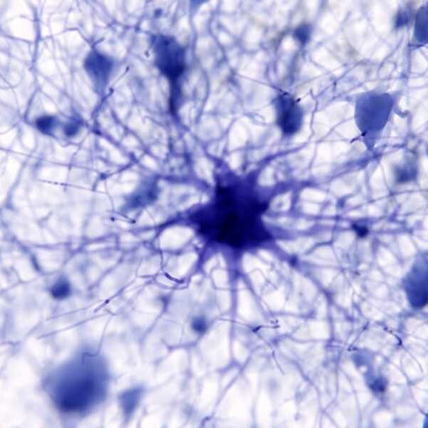 Star-shaped brain cells may underlie the brain’s vast memory store