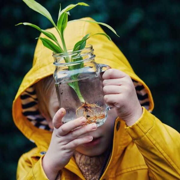 Plants: Facts about our oxygen suppliers