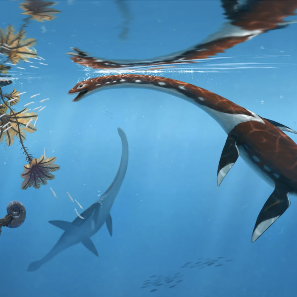 The ‘most remarkable’ Jurassic sea monster fossil from Germany belongs to a…