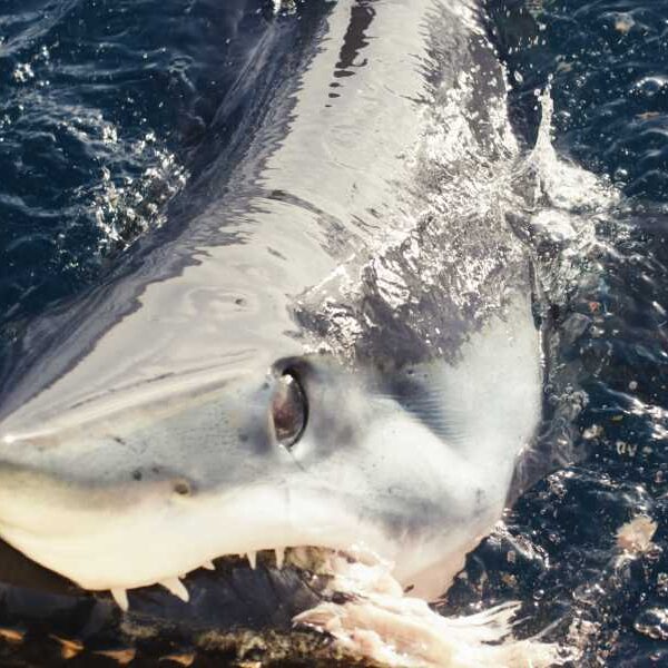 Shark Week Team Spots Unusual ‘Black Mako’ Fish Off California Coast