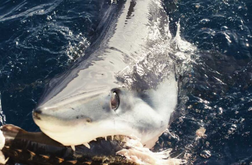 Shark Week Team Spots Unusual ‘Black Mako’ Fish Off California Coast
