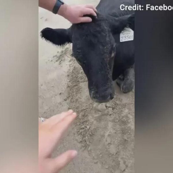 Cow swept away by Australian floods found alive on beach 11 miles…