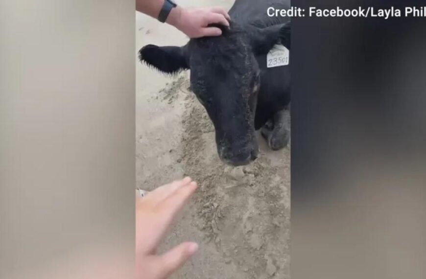 Cow swept away by Australian floods found alive on beach 11 miles…