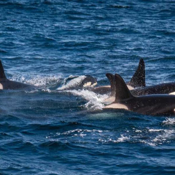 ‘Incredible and rare’ sight: Endangered whale attacked by 60 killer whales in&hellip;