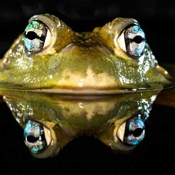 How do frogs breathe and drink through their skin?