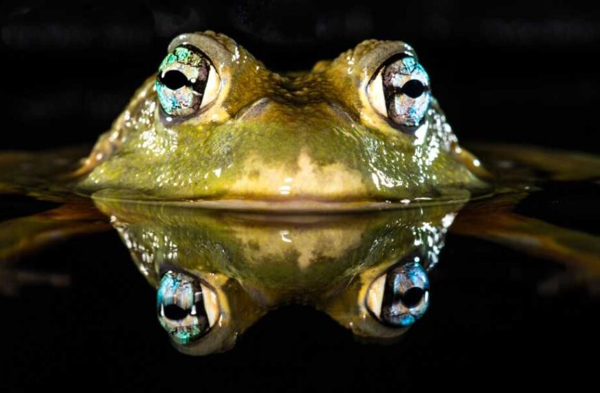 How do frogs breathe and drink through their skin?