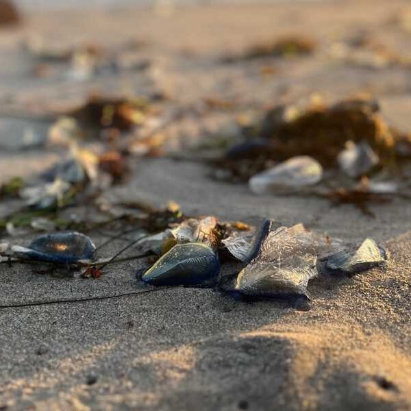Thousands of Strange, Blob-Like Creatures Wash Up on California Beaches