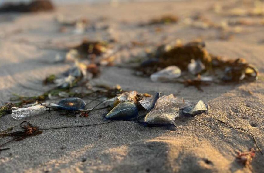 Thousands of Strange, Blob-Like Creatures Wash Up on California Beaches
