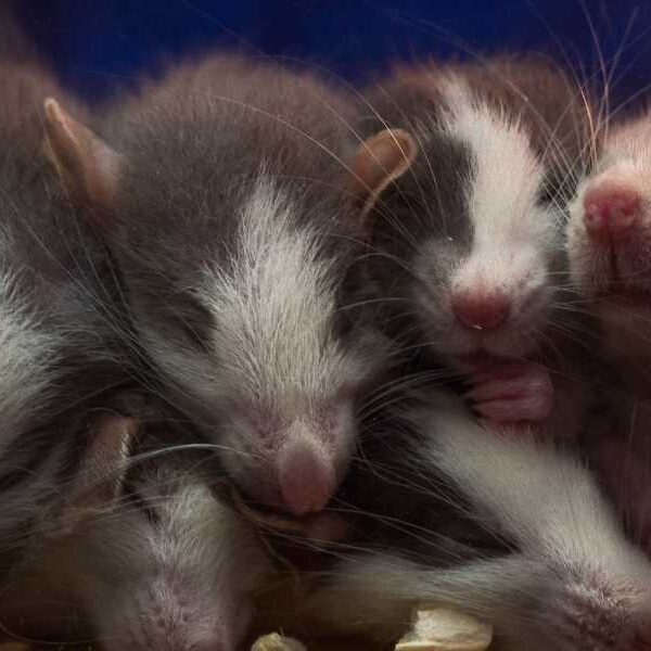 ‘A completely new and completely unexpected discovery’: Iron deficiency during pregnancy can&hellip;