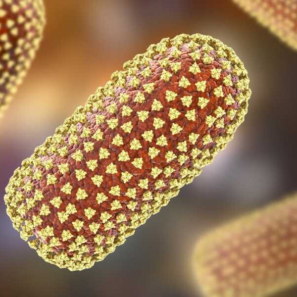 In ‘extremely rare’ case, Michigan man dies of rabies after receiving kidney…