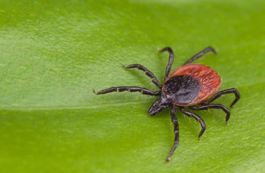 CDC reports that several types of ticks can carry red meat allergies&hellip;