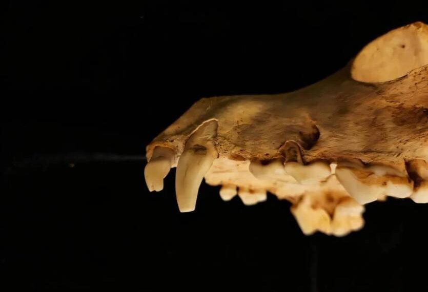 Experts study bones of Roman-era dogs sacrificed in England