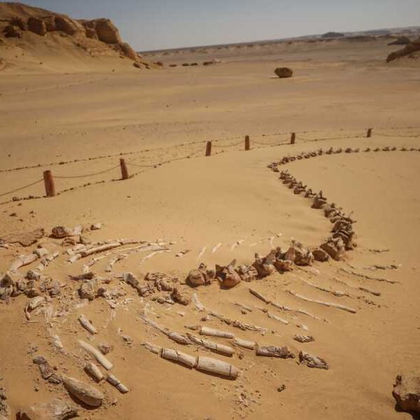 Valley of the Whales: A fossil-rich desert in Egypt that shows the&hellip;