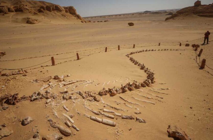 Valley of the Whales: A fossil-rich desert in Egypt that shows the&hellip;