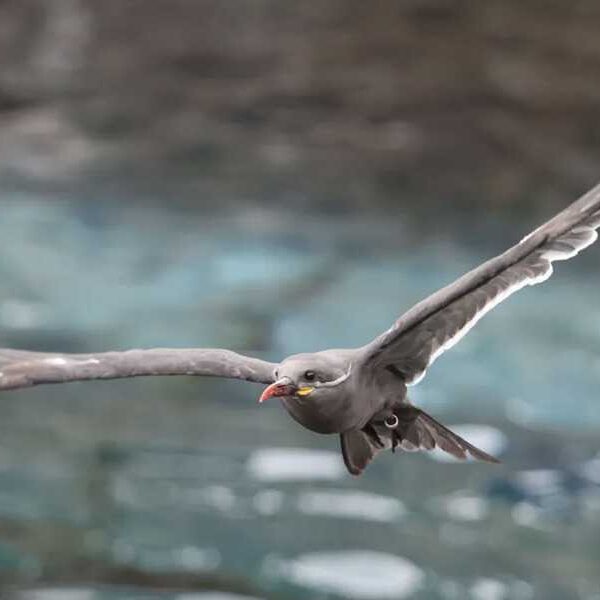 The Best Wildlife Watching Gear for 2025: Birds, Bats, Bees, and Everything&hellip;