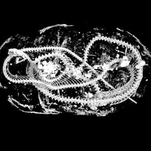 Scientists ‘digitally unpack’ mummified animals from Ancient Egypt