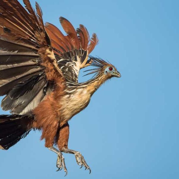 Hoatzin: The Strange ‘Smelly Bird’ Born With Clawed Wings That Appears to&hellip;