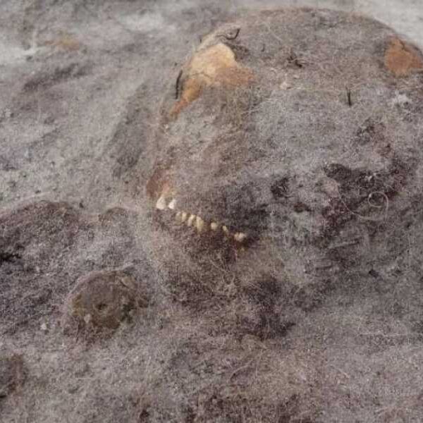 Burial of Elite Viking Woman and Her Dog Discovered in Norway