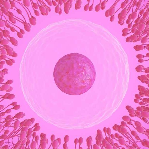 Sperm selection is ‘entirely dependent on the egg’ – so why does&hellip;