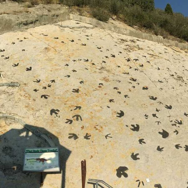 Tyrannosaurus rex relatives ‘walked the moon’ to attract females, new dinosaur ‘mating&hellip;