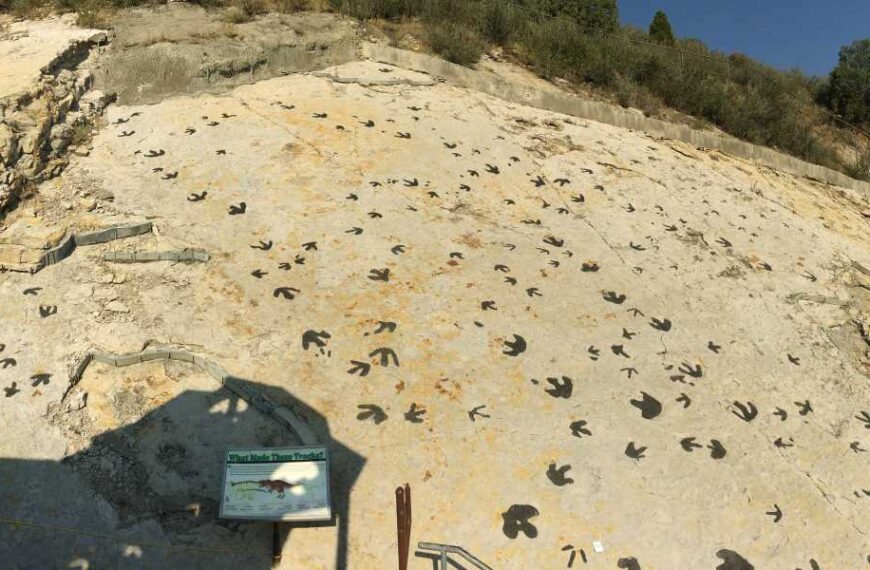 Tyrannosaurus rex relatives ‘walked the moon’ to attract females, new dinosaur ‘mating&hellip;