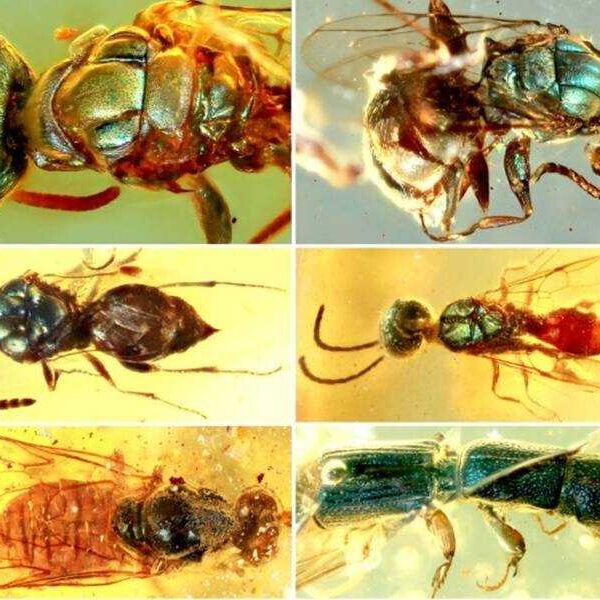 99-million-year-old insects preserved in amber stun researchers