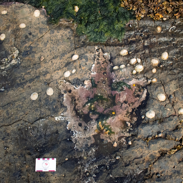 Dinosaur footprints reveal secrets of Skye’s Jurassic period