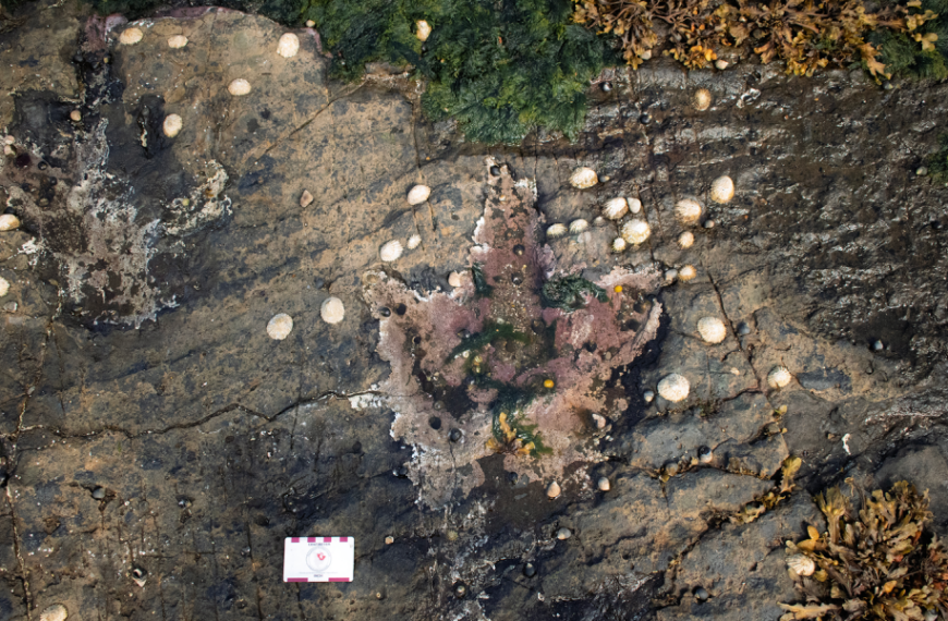 Dinosaur footprints reveal secrets of Skye’s Jurassic period